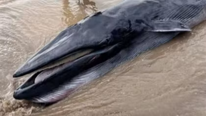 Cá Ông 300 kg trôi dạt vào bờ biển Trà Vinh