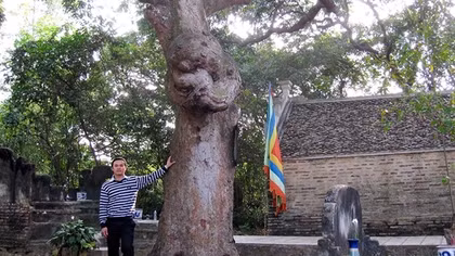 Khu rừng thiêng có 54 cây lim di sản