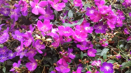 Trước màu mua tím