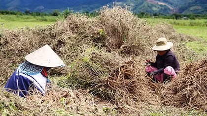 Nhiều chương trình, dự án giúp người dân miền núi A Lưới thoát nghèo