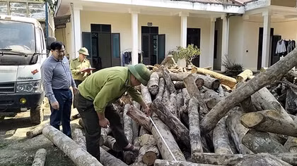 “Máu rừng” xứ Thanh vẫn chảy...