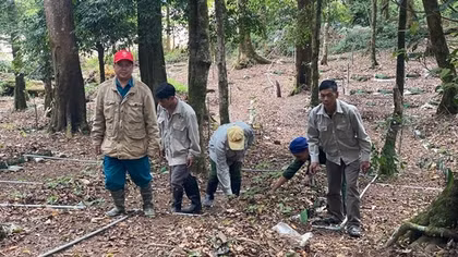 Chuyện làm giàu trên đỉnh Ngọc Linh