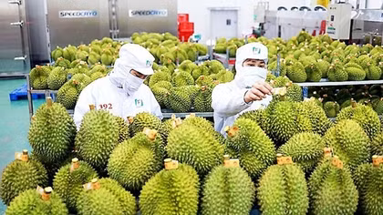 Việt Nam là nguồn cung sầu riêng lớn thứ 2 cho Trung Quốc