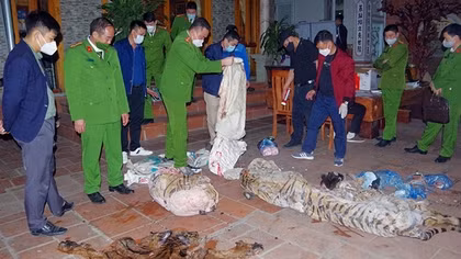 Bắt quả tang vụ giết hổ nấu cao ngay giữa sân nhà