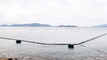 Lắp đặt giàn phao nổi trong vịnh Nha Trang, một doanh nghiệp bị "tuýt còi"