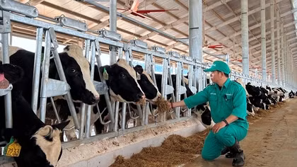 Vinamilk nhập 1.000 con bò sữa HF từ Mỹ về tổ hợp trang trại tại Lào