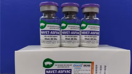 Việt Nam sản xuất thành công vaccine phòng bệnh tả lợn châu Phi