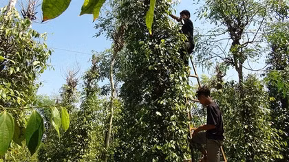 Tiêu được mùa được giá, nông dân phấn khởi