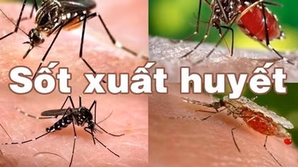 Số ca mắc sốt xuất huyết tại An Giang tăng 232% so với cùng kỳ