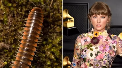 Taylor Swift được lấy tên cho một loài sâu