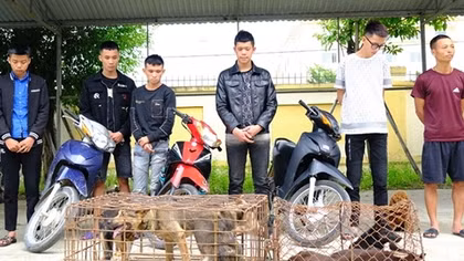 Bắt băng nhóm gây ra hàng loạt vụ trộm chó