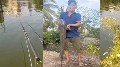 Câu được cá trê khủng nặng gần 10kg, người đàn ông thả lại ao
