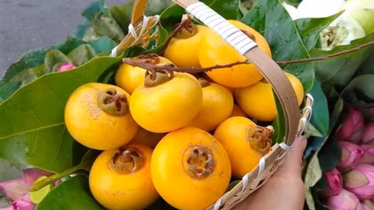 Mùa thị của tôi