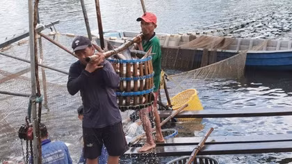 Thận trọng khi cá tra “sốt” giá