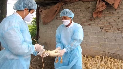Ngăn ngừa cúm gia cầm vào Việt Nam bùng phát thành dịch