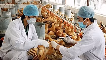 Mắc cúm gia cầm A/H5 nguy hiểm như thế nào?
