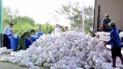Tiêu hủy trên 2 triệu con tôm giống không giấy kiểm dịch