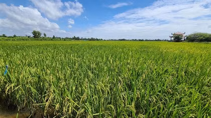 Lúa thơm, tôm sạch - hướng đi mới ở Đất Mũi