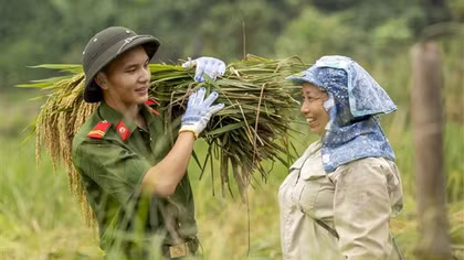 Công an huyện Bát Xát lội ruộng giúp dân gặt lúa