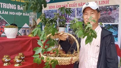 Đẩy mạnh quảng bá thương hiệu Sâm Ngọc Linh Kon Tum