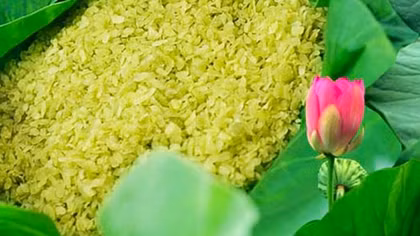 Vấn vương hương cốm làng Vòng
