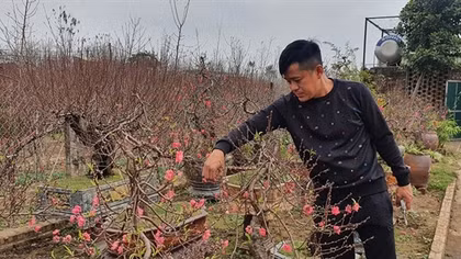 Nhật Tân được mùa đào