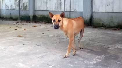 Tử vong sau hơn 2 tháng bị chó cắn