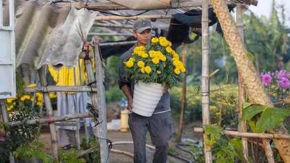 Sấp ngửa mùa hoa Tết
