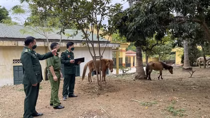 Ngăn chặn tình trạng vận chuyển trái phép gia súc qua biên giới Sơn La