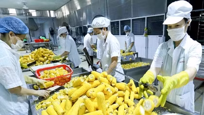 Hướng dẫn an toàn thực phẩm cho doanh nghiệp khi vào thị trường EU