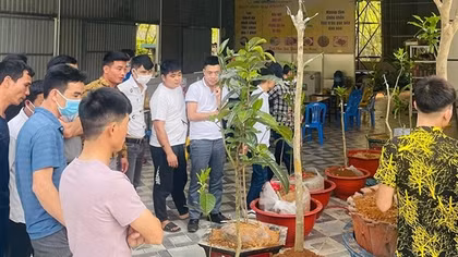 Cảnh giác với cơn sốt Bạch Hải Đường