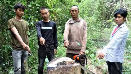 Rủ nhau vào khu bảo tồn đốn 3 cây gỗ giáng hương