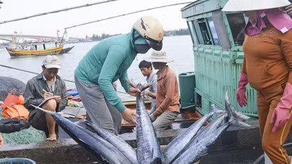 Cấp bách thực hiện các giải pháp gỡ "thẻ vàng IUU"