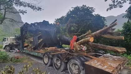 Bắt xe chở cây “siêu khủng” trên rừng Trường Sơn