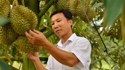 Lâm Đồng: 12 doanh nghiệp và 310 hộ dân đăng ký xuất khẩu sầu riêng sang Trung Quốc