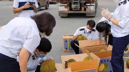 2 ngày xuất khẩu hơn 34 tấn sầu riêng qua cửa khẩu Lào Cai
