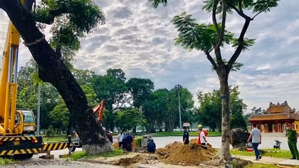 Vì sao Thừa Thiên-Huế di dời cây xà cừ cổ thụ 150 tuổi giữa… mùa hè?