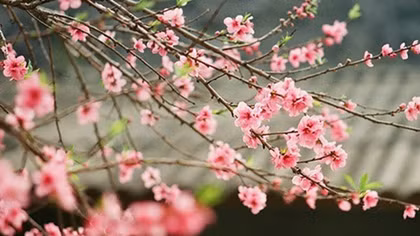 Nhạc sĩ Văn Cao với nhạc sĩ Trần Tiến