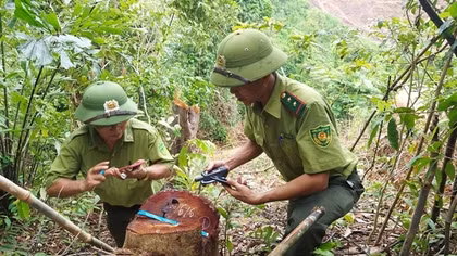 Phát hiện phá rừng trong khu vực Công ty Lâm nghiệp Đường 9 quản lý
