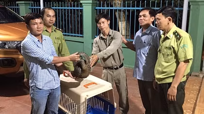 Chăm sóc cá thể tê tê Java quý hiếm bị thương tại Quảng Nam