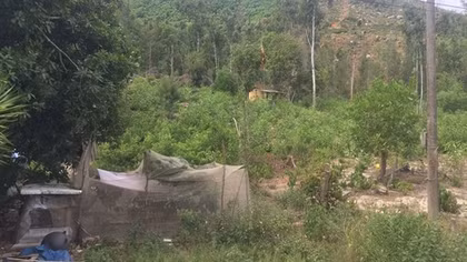 Khó khăn thu hồi hàng trăm hécta đất rừng cấp sai