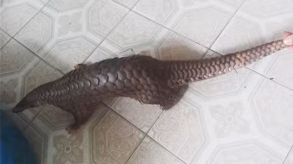 Người dân bàn giao cá thể tê tê Java quý hiếm