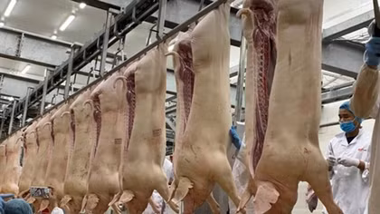Giá thịt lợn giảm khiến người chăn nuôi thấp thỏm