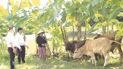 Những “mầm xanh” ở miền gió cát