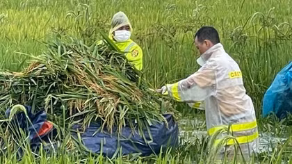 Giúp dân gặt lúa sau đợt mưa lớn kéo dài