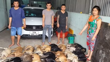 Phát hiện 1,4 tấn thịt chó thu mua từ các đối tượng trộm cắp