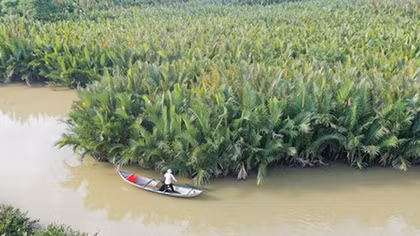 Quảng Ngãi bảo tồn, khai thác bền vững rừng dừa nước