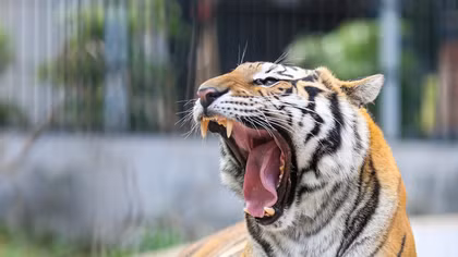 Chuyện chăm sóc Chúa sơn lâm ở Hà Nội