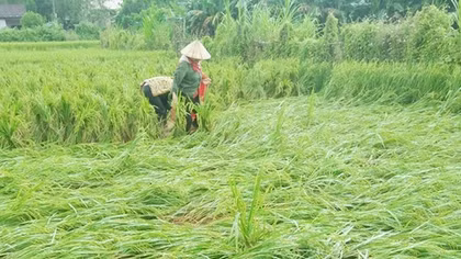 Mưa trái mùa làm gần 10 ngàn hécta lúa đổ rạp