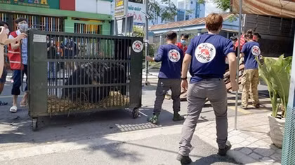 Năm mới “khởi sắc” cho nỗ lực chấm dứt nuôi nhốt gấu